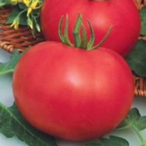 Varietà di mezza stagione con frutta, come nella foto: pomodoro Major e istruzioni per coltivarlo in terreno aperto e chiuso