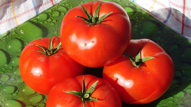 İddiasız, kullanımda çok yönlü, erken olgunlaşmış domates Druzhok f1: büyümenin incelemeleri ve sırları