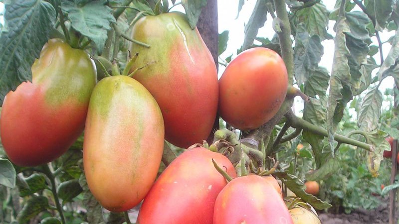Fruits juteux et incroyablement savoureux tout droit sortis du jardin - la tomate Solokha et les secrets de son entretien