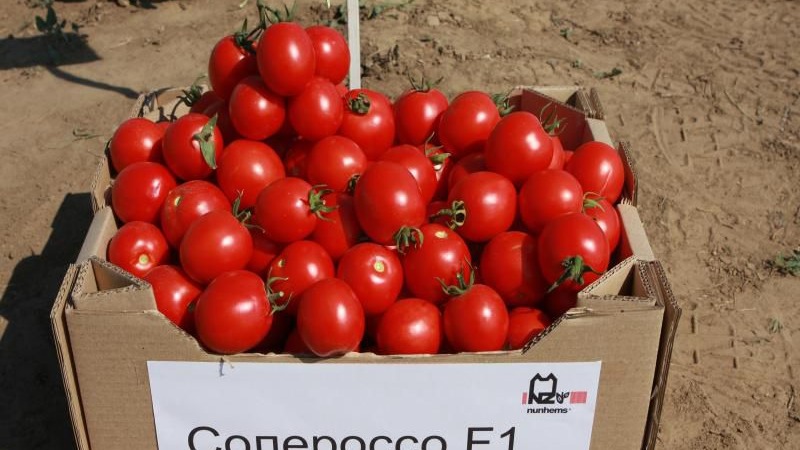 Nous cultivons une riche récolte de tomates Solerosso ultra-précoces et la protégeons des ravageurs et des maladies