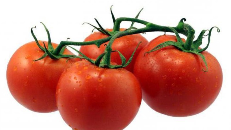 Nous cultivons une riche récolte de tomates Solerosso ultra-précoces et la protégeons des ravageurs et des maladies