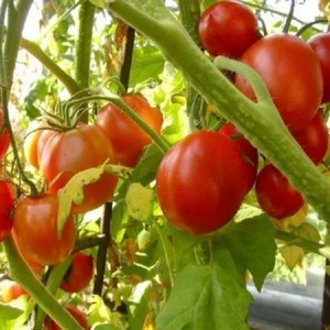 Πρόωρη ωριμάζοντας υβριδική ντομάτα Aurora, που δημιουργήθηκε για μια άφθονη συγκομιδή στο θερμοκήπιο και στον κήπο