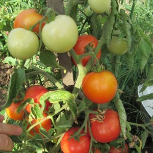 Varhainen kypsyminen hybridi tomaatti Aurora, luotu runsas sato kasvihuoneessa ja puutarhassa