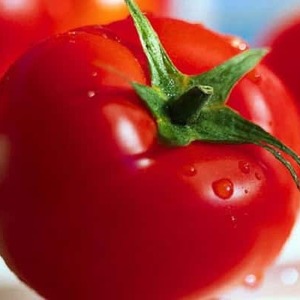 Vroegrijpe hybride tomaat Aurora, gemaakt voor een overvloedige oogst in de kas en in de tuin