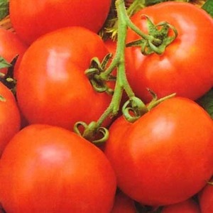 O tomate híbrido de maturação precoce Aurora, criado para uma colheita abundante na estufa e no jardim