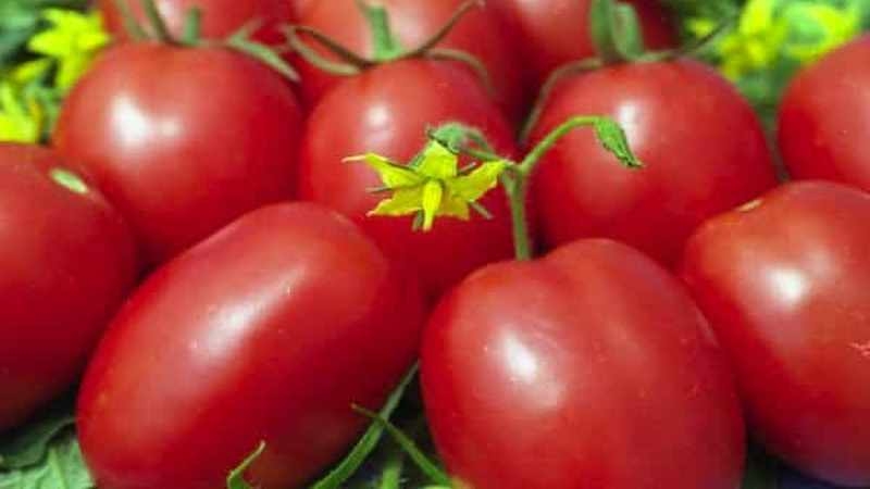 تعد طماطم جلوريا من أقدم أنواع الخضروات المختارة: وهي مجموعة تم اختبارها على مدار الوقت