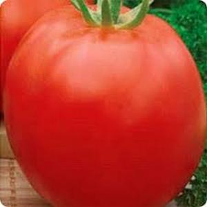 Một trong những giống rau lâu đời nhất được lựa chọn là cà chua Gloria: một giống đã được thử nghiệm thời gian
