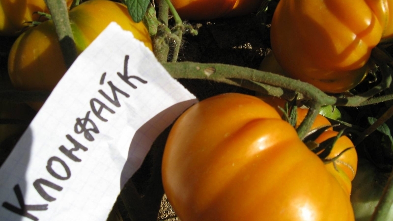 Bètacaroteen-kampioen: aanbevolen dieet Klondike-tomaat