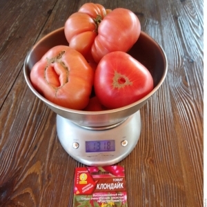 بطل بيتا كاروتين: النظام الغذائي الموصى به كلوندايك الطماطم