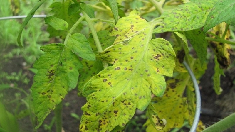 Αντιμετωπίζουμε την ασθένεια ντομάτας cladosporium σε ένα θερμοκήπιο εύκολα και αποτελεσματικά: τις καλύτερες μεθόδους και συστάσεις των κατοίκων του καλοκαιριού με εμπειρία