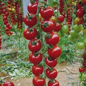 Dlouhé řasy posypané lahodnými rajčaty - rajče Rapunzel: popis, fotografie a pokyny pro pěstování