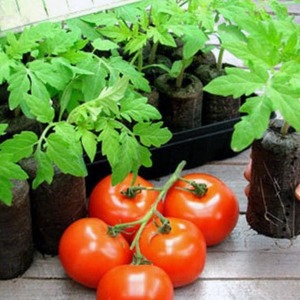 Tehokas hybridi-tomaatti Alhambra, ilahduttava suurilla mehuksisilla hedelmillä ja kestävä sairauksille