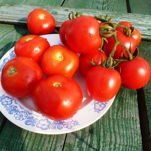 Tomate hybride Alhambra à haut rendement, agréable avec de gros fruits juteux et résistante aux maladies