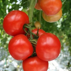 Yüksek verimli hibrit domates Alhambra, iri sulu meyveleri memnun eder ve hastalıklara dayanıklıdır.