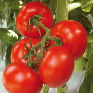 Högavkastande hybrid tomat Alhambra, glädjande med stora saftiga frukter och resistenta mot sjukdomar