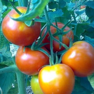 Yüksek verimli hibrit domates Alhambra, iri sulu meyveleri memnun eder ve hastalıklara dayanıklıdır.