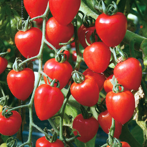 Un soi cu un nume apetisant - roșii de căpșuni: o cultivăm corect și colectăm până la 5 kg dintr-un tufiș