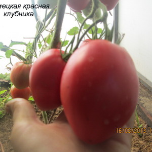 זן עם שם מעורר תיאבון - עגבניות תות: אנו מגדלים אותו נכון ואוספים עד 5 ק
