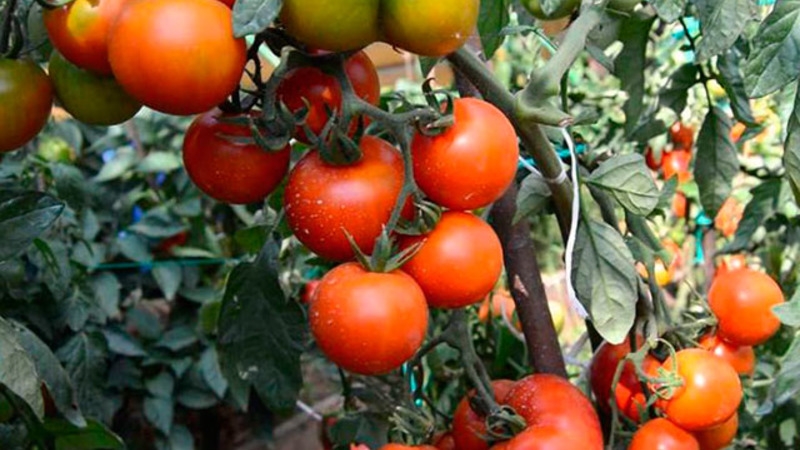 Tomate Andrômeda, popular e amado pelos moradores do verão: cultivamos e desfrutamos de uma rica colheita