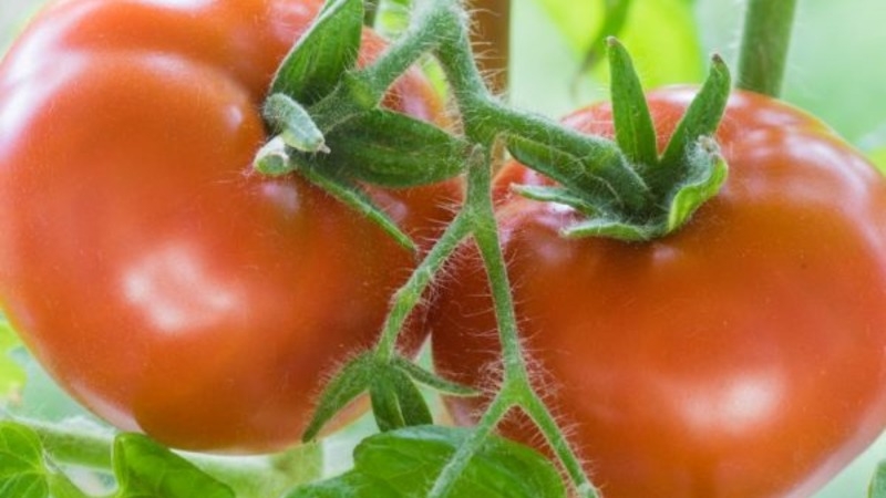 طماطم أندروميدا ، الشعبية والمحبوبة من قبل سكان الصيف: نحن نزرع ونستمتع بحصاد غني