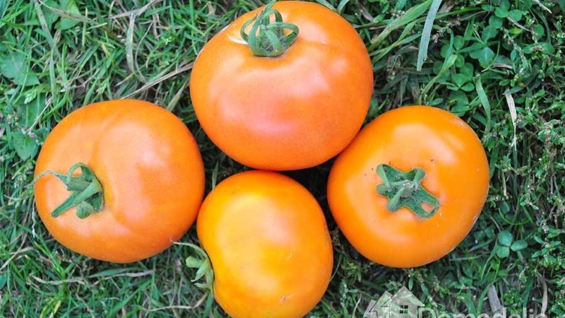 طماطم أندروميدا ، الشعبية والمحبوبة من قبل سكان الصيف: نحن نزرع ونستمتع بحصاد غني