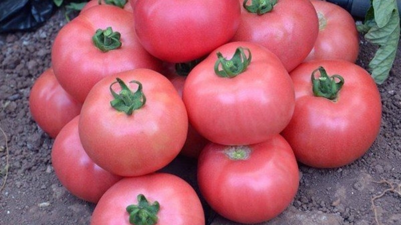Tomate Andrômeda, popular e amado pelos moradores do verão: cultivamos e desfrutamos de uma rica colheita