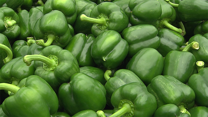 The benefits and harms of green bell pepper for the health of women, men and children