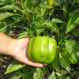 The benefits and harms of green bell pepper for the health of women, men and children