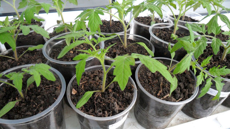 Cosa è buono e perché vale la pena coltivare un pomodoro Moskvich a maturazione precoce, ad alto rendimento e resistente alle malattie e agli agenti atmosferici