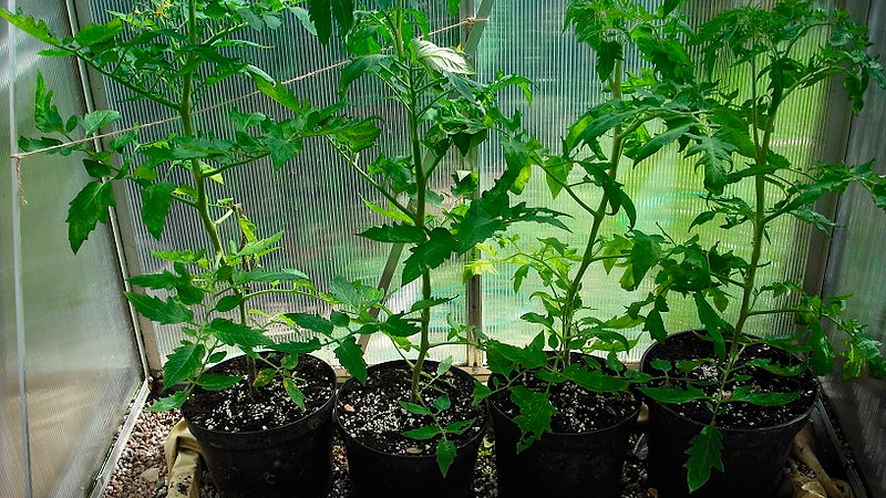 Vad är bra och varför är det värt att odla en tidig mogen, högavkastande och sjukdomsbeständig och väderbeständig Moskvich tomat