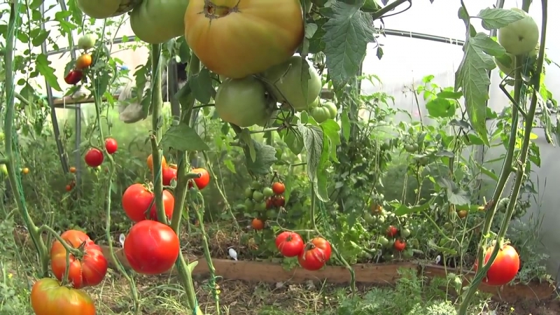 Mikä on hyvää ja miksi on syytä kasvattaa varhain kypsää, korkeaa satoa, tauti- ja säänkestävää Moskvich-tomaattia