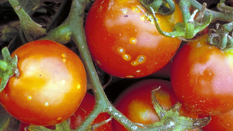 Qual é o perigo do câncer bacteriano do tomate e como lidar com ele por conta própria: métodos populares e conselhos de residentes de verão com experiência