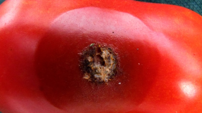 Why tomato anthracnose is so terrible: we study the disease and effectively fight it ourselves