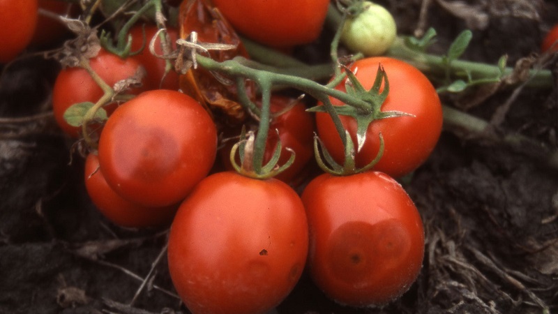 Why tomato anthracnose is so terrible: we study the disease and effectively fight it ourselves