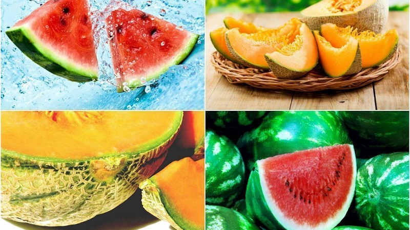 Was ist gesünder - Wassermelone oder Melone: ​​Vergleich von Zusammensetzungen und Eigenschaften