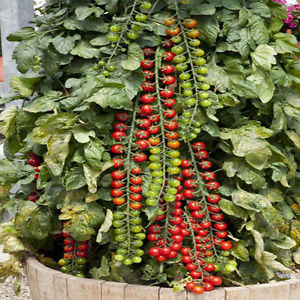 Dlhé riasy posypané chutnými paradajkami - paradajka Rapunzel: popis, fotografia a návod na pestovanie
