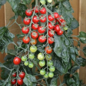 Dlhé riasy posypané chutnými paradajkami - paradajka Rapunzel: opis, fotografia a návod na pestovanie
