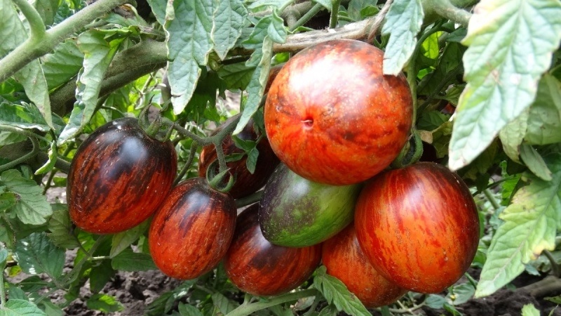 Eksoottinen lajike, jolla on ainutlaatuinen ulkonäkö - Gargamel-tomaatti ja sen viljelyn monimutkaisuus