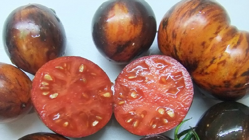 Uma variedade exótica com uma aparência única - tomate Gargamel e as complexidades de seu cultivo