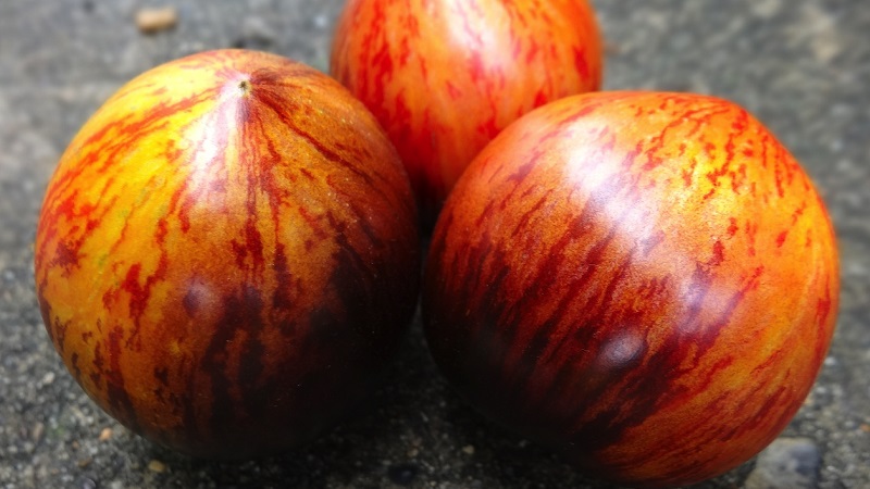 Exotická odrůda s jedinečným vzhledem - rajče Gargamel a komplikace jeho kultivace