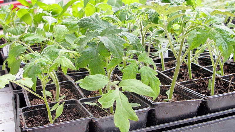 Egzotična sorta jedinstvenog izgleda - Gargamel rajčica i sitnice njenog uzgoja