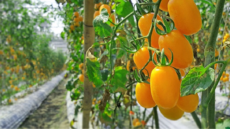 Đáp ứng mong muốn của cư dân mùa hè về một vụ mùa bội thu - cà chua Cá vàng và bí quyết trồng trọt của nó