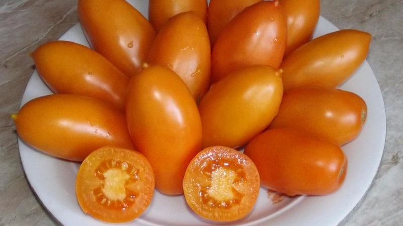 Voldoet aan de wensen van de zomerbewoners over een rijke oogst - de Goudvis-tomaat en de geheimen van de teelt ervan