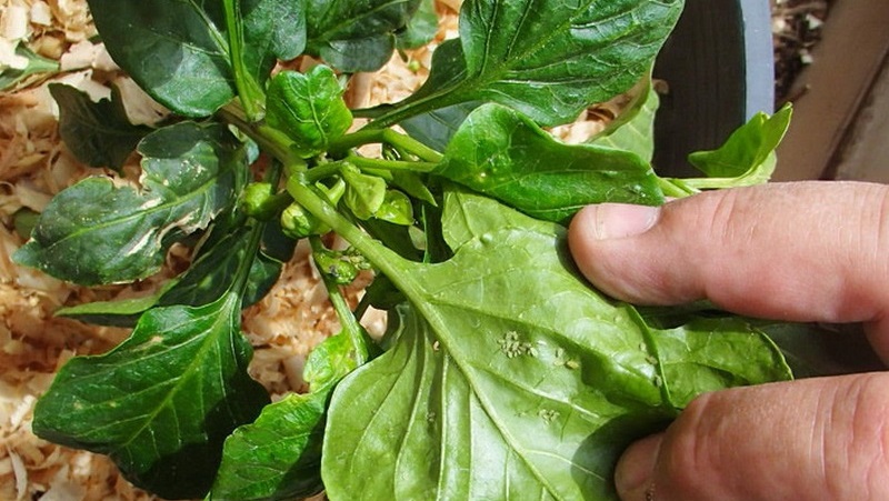 Comment lutter contre les tétranyques sur les semis de poivrons: méthodes efficaces pour vaincre rapidement le ravageur