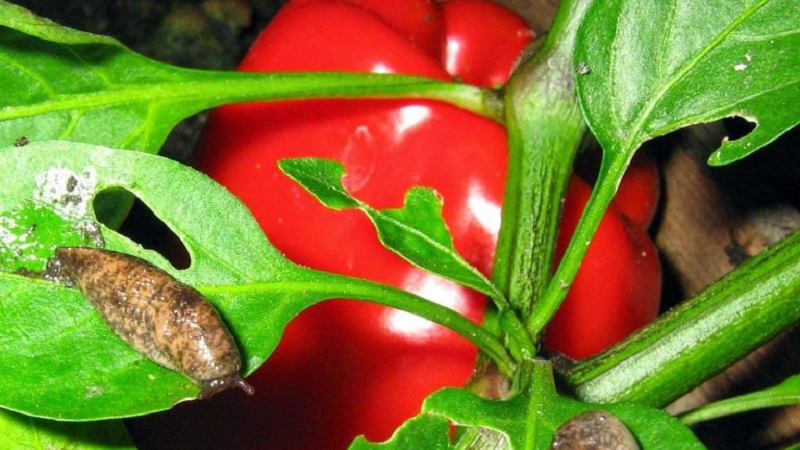 How to deal with slugs on peppers in a greenhouse: the most effective methods of protecting crops from pests