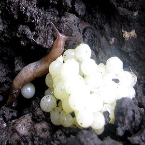 Cómo lidiar con las babosas en los pimientos en un invernadero: los métodos más efectivos para proteger los cultivos de las plagas