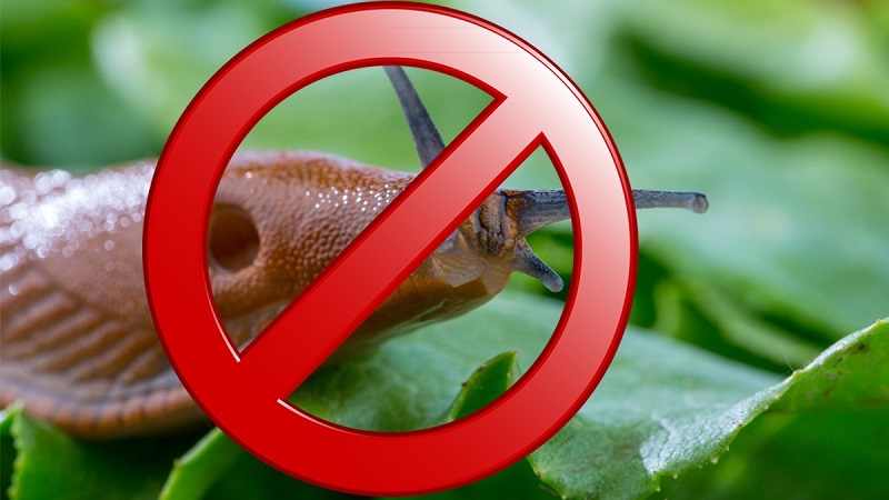 Jak radzić sobie ze ślimakami na papryce w szklarni: najskuteczniejsze metody ochrony upraw przed szkodnikami