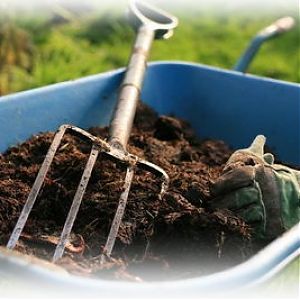 Comment préparer le sol pour les tomates en serre pour une fructification maximale