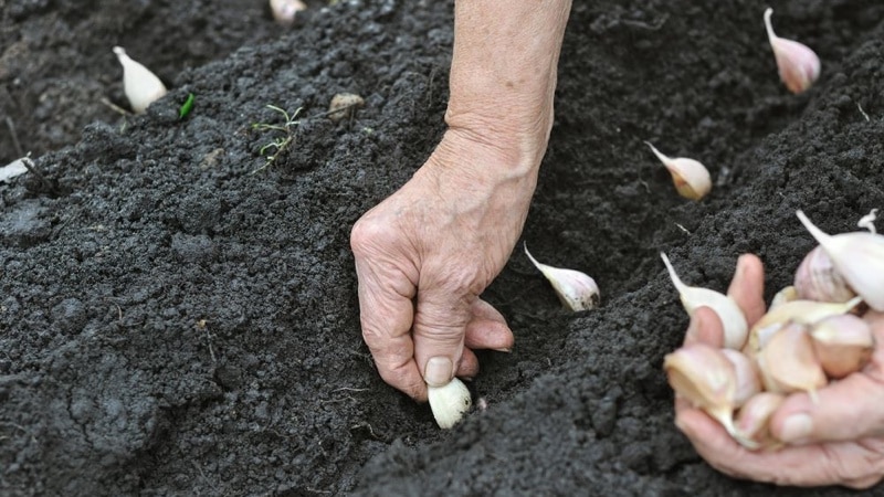 كيف نزرع الثوم بشكل صحيح قبل الشتاء؟