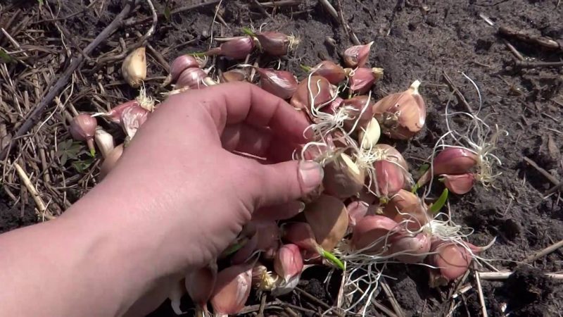 كيف نزرع الثوم بشكل صحيح قبل الشتاء؟